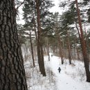 소나무숲 이미지