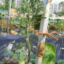 대풍농약종묘사 이미지