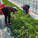 세영농장 이미지