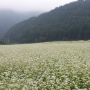 머털도사 이미지