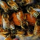 신왕농장 이미지