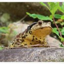 금두꺼비 이미지