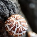 원리영농조합 이미지