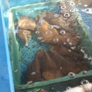 해변구이 이미지