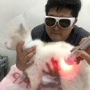 용산동물병원 이미지