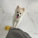 그루밍루나 이미지