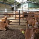 황토한우농장 이미지