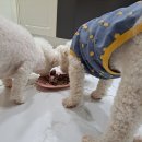 골디리 | 강아지 밥상에 진심인 사람의 선택, 골디리 강아지 화식 이야기