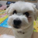 삼영상회 이미지