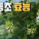 인동초교 이미지