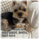 남사-28 | 임신 30주차~33주차 임산부 운전면허 만삭촬영 임산부코로나 걸림