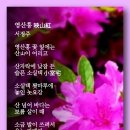 영산홍 - 서정주 이미지