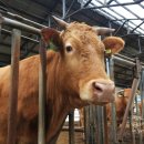 횡성한우 이미지