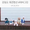 에버그린펜션민박 | 강원도 애견펜션 : 동해 애견동반여행 # 에버그린펜션