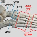 다섯발가락 이미지