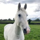 여왕목장 이미지