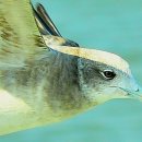 갈매기의 꿈 이미지