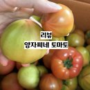 양자농장 | [리뷰] 양자씨네 토마토 대저 짭짤이 토마토 내돈내산 세 박스 재주문 선물 후기