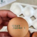 양촌농원 | 양촌농원 동물복지란 자유방목 난각번호 1번 달걀