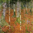 자작나무 / Birch Trees 이미지