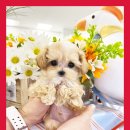 원주브리딩 | 원주강아지무료분양 킹찰스스페니엘