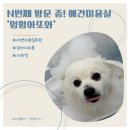 멍멍아 또 와 네이버블로그