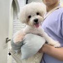 뚜뚜보떼 펫살롱 이미지