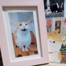 냥냥호텔 이미지