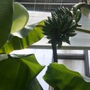 화명대천천 이미지