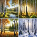 자작나무숲 이미지