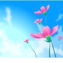 케익꽃이야기