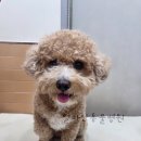 얼바인동물병원 이미지