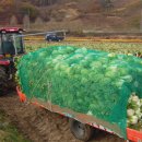 뽑기사랑 이미지