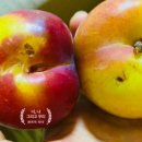 다미농장 이미지