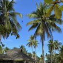 하늘크리닝샾 | Ticao Island] 티카오 아일랜드 다이빙투어 후기 Day 3 (참치떼와 고래상어. 이것은 흥분의 도가니)