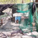 삼척양계장 이미지