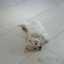 바나개 애견유치원 호텔 이미지