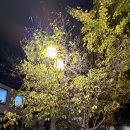 돌담 | [여행][2025.11.09] 전북 전주시 / 전주 한옥마을 / 어둠속에 비추는 조명 사이를 거닐기