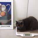 신호묘 | 고양이 스크래쳐 리필되는! 고양이 스크래쳐 체중계 묘키로
