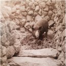 제주흑돼지 이미지