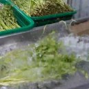 싱그러운청도로(봄) 이미지