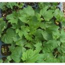 아산농장 이미지