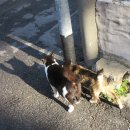 텃밭식당 이미지