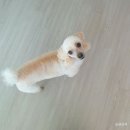 바둑이 이발소 이미지