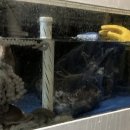 신안산낙지 이미지