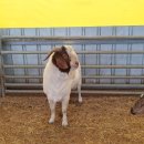 웅비농장 이미지