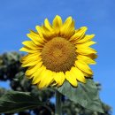 대부도해양본부 이미지