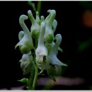 자연오리 이미지