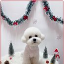 일산애견 이미지