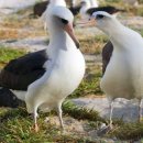 알바트로스 이미지